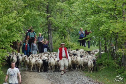 Owce przed redykiem